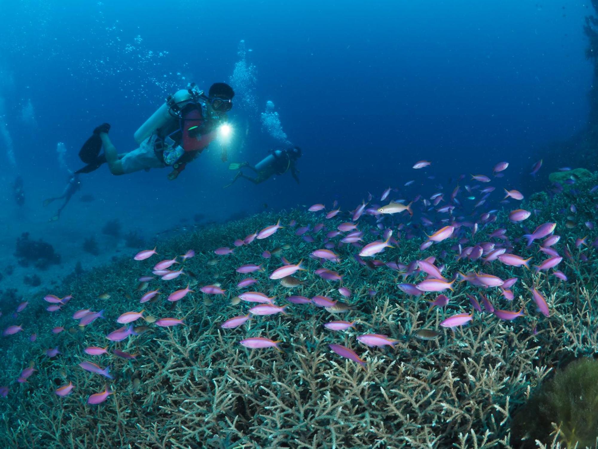 Liberty'S Lodge And Diving - Apo Island Dumaguete City Dış mekan fotoğraf