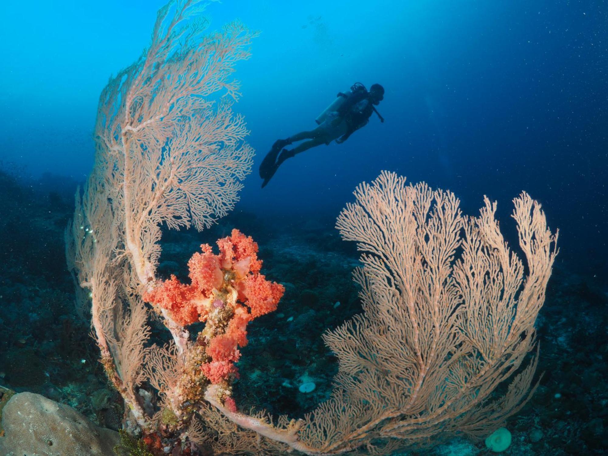 Liberty'S Lodge And Diving - Apo Island Dumaguete City Dış mekan fotoğraf