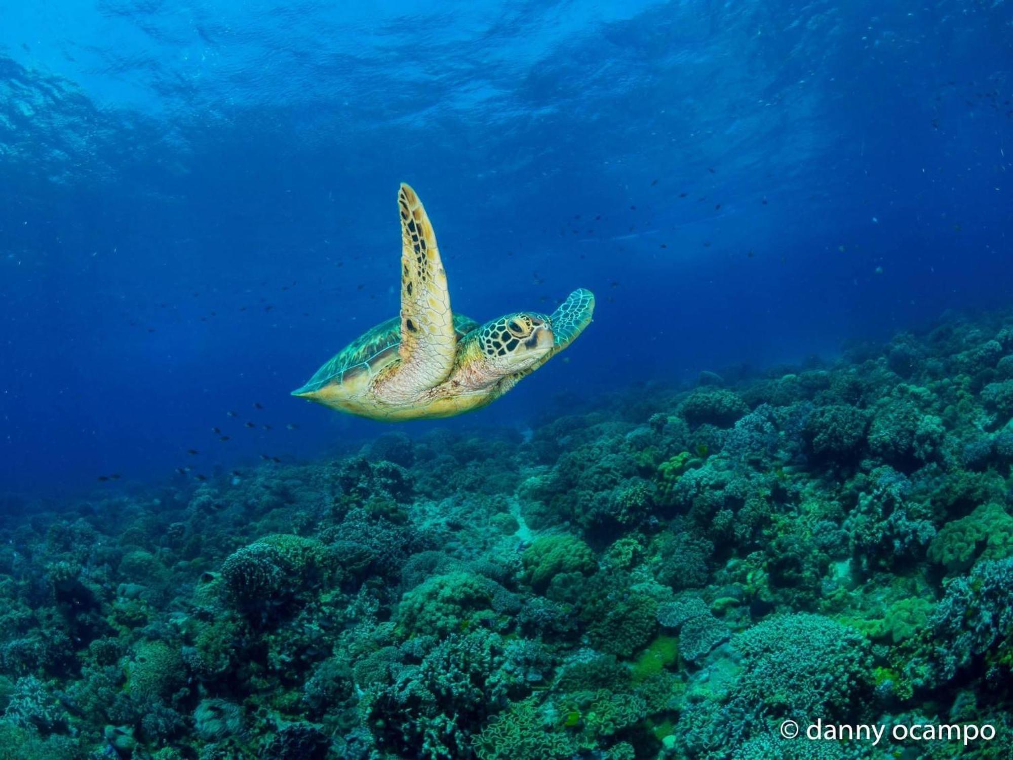 Liberty'S Lodge And Diving - Apo Island Dumaguete City Dış mekan fotoğraf