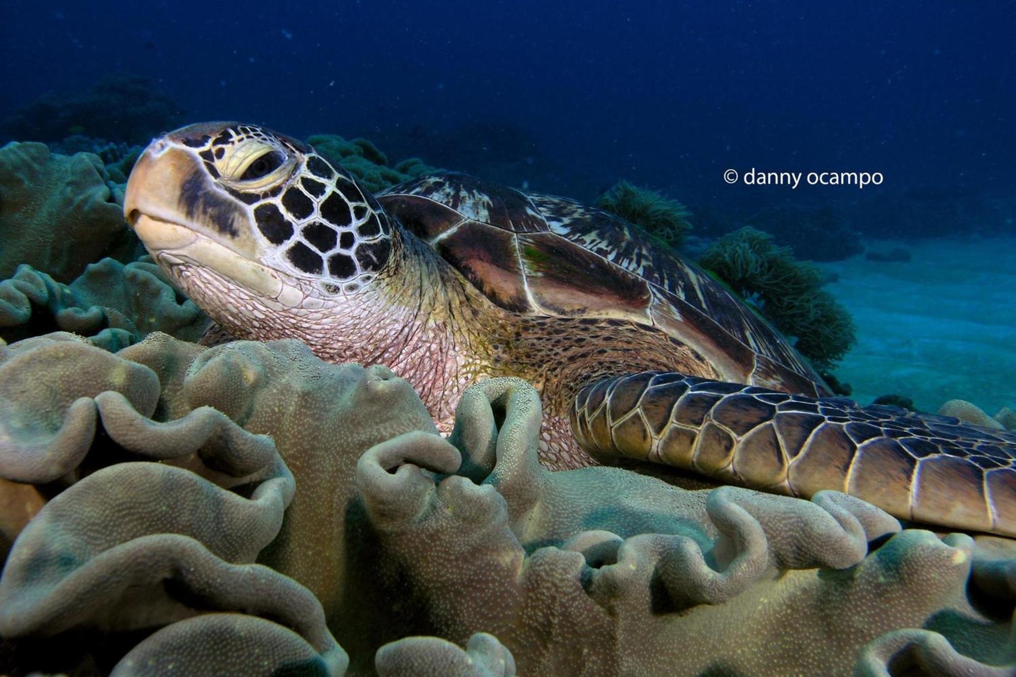 Liberty'S Lodge And Diving - Apo Island Dumaguete City Dış mekan fotoğraf