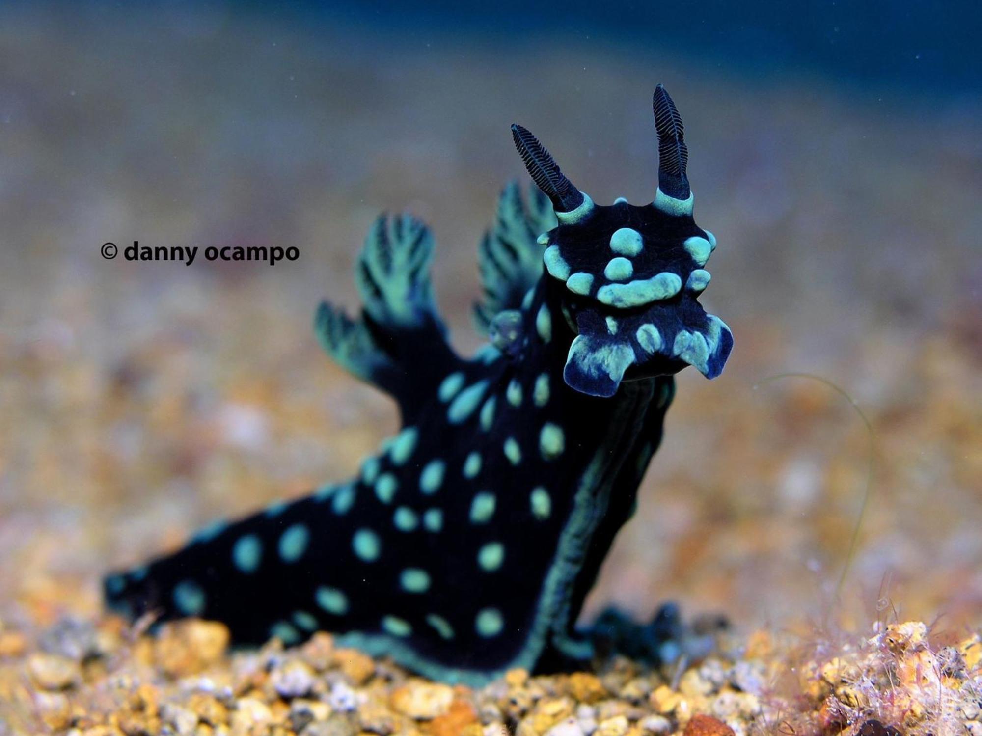 Liberty'S Lodge And Diving - Apo Island Dumaguete City Dış mekan fotoğraf