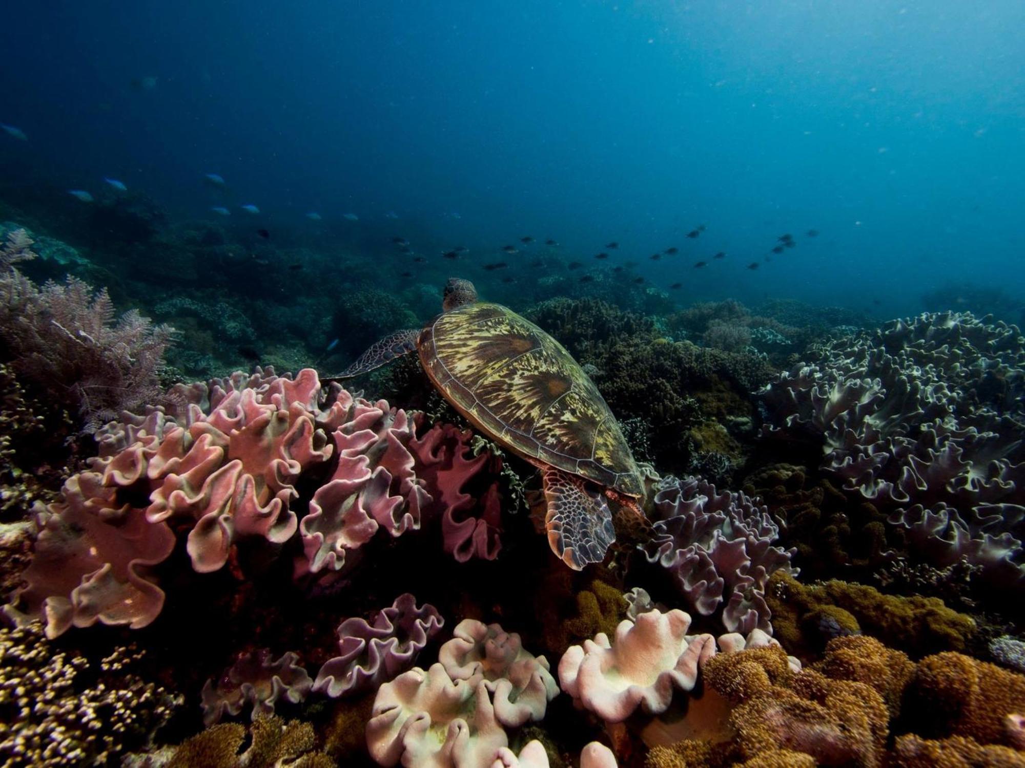 Liberty'S Lodge And Diving - Apo Island Dumaguete City Dış mekan fotoğraf
