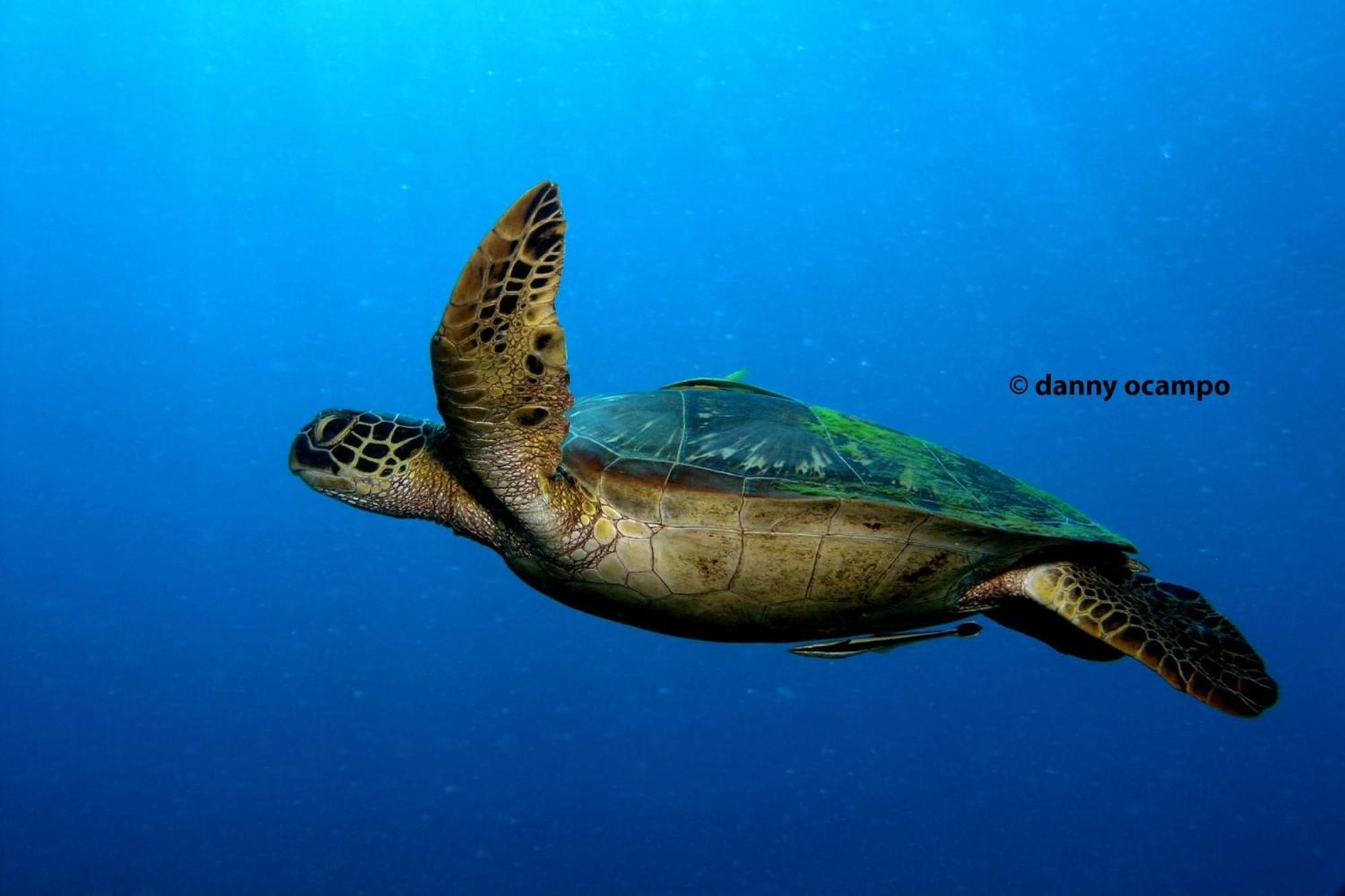 Liberty'S Lodge And Diving - Apo Island Dumaguete City Dış mekan fotoğraf