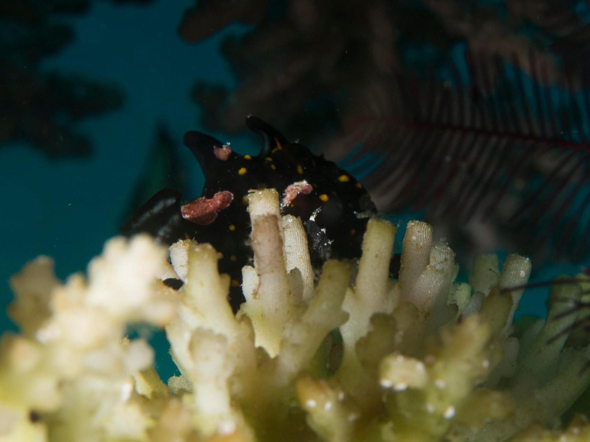 Liberty'S Lodge And Diving - Apo Island Dumaguete City Dış mekan fotoğraf