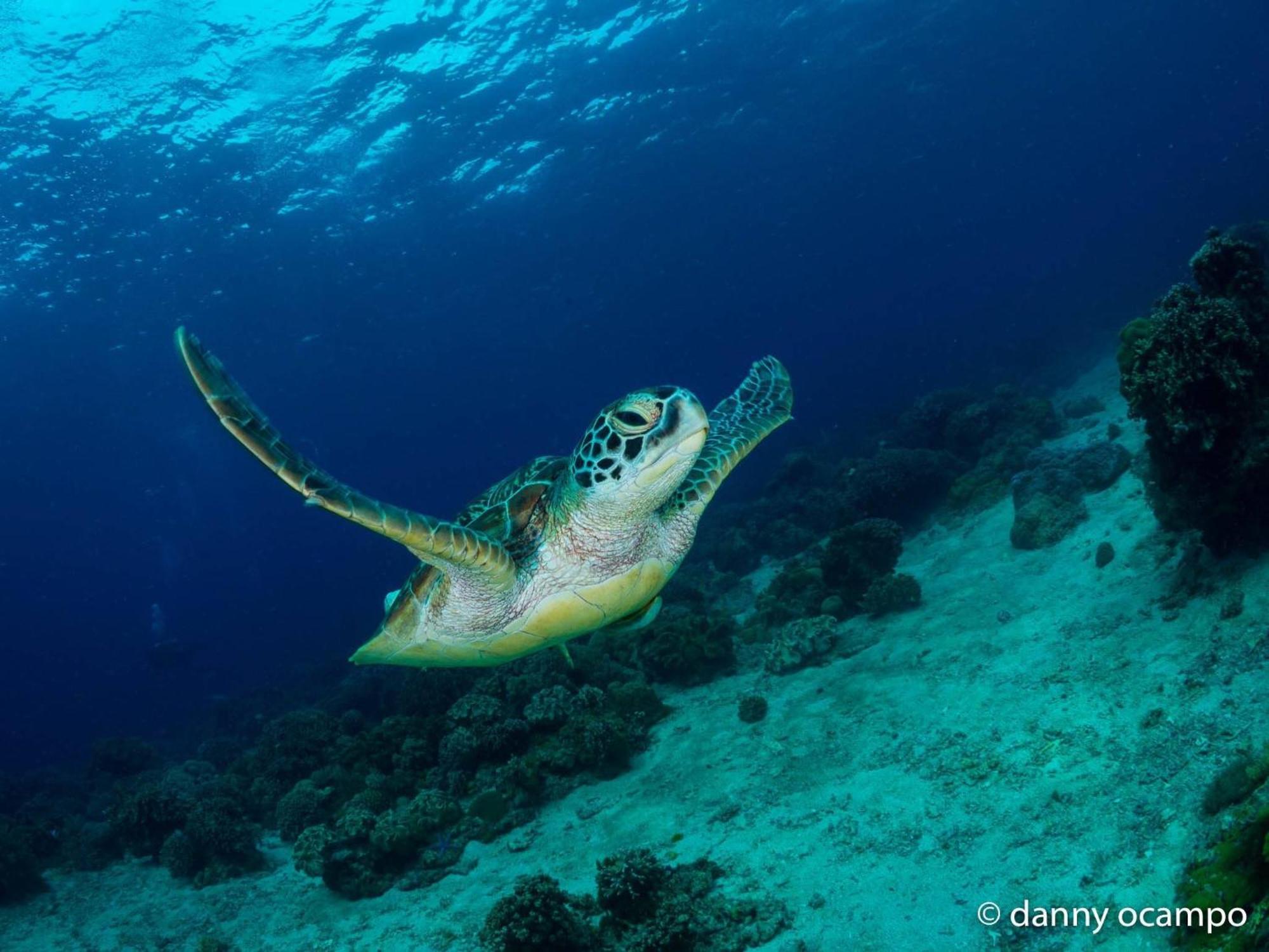 Liberty'S Lodge And Diving - Apo Island Dumaguete City Dış mekan fotoğraf